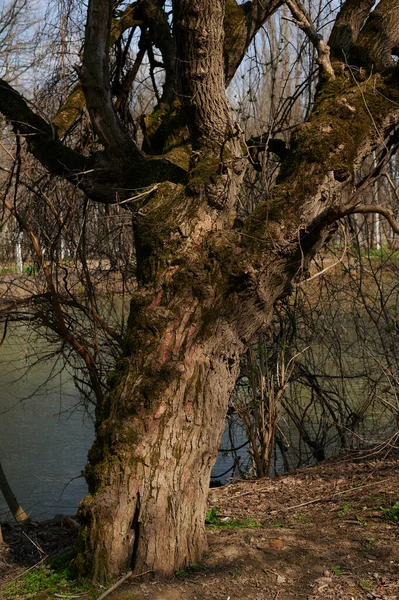 Большое старое дерево на берегу реки весной. вертикальное фото сбоку — стоковое фото