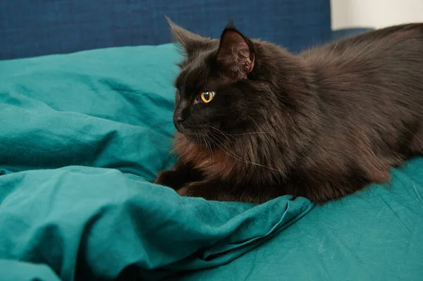 Siyah kedi yatağın yatağında pusuya yatmış.