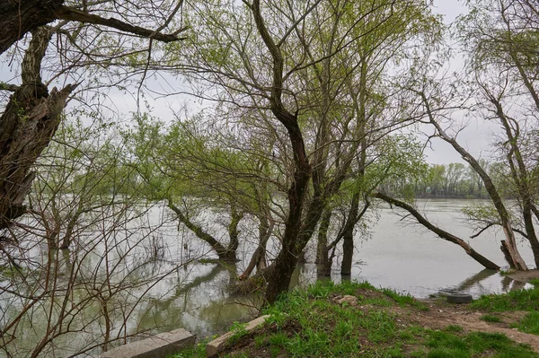 Trees River Growing Bank Horizontal Photo — 스톡 사진