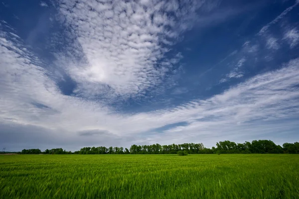 Zelené Pole Stromy Modrá Obloha Během Dne Horizontální Foto — Stock fotografie