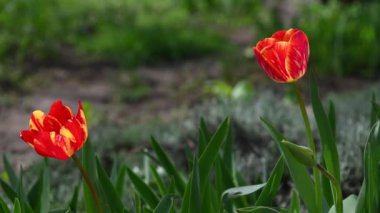 4k video kırmızı laleler, rüzgardan sallanan çiçekler, bahar çiçekleri.