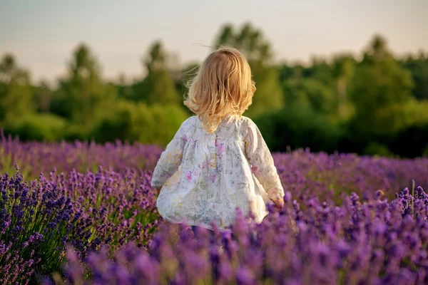可爱的小宝贝女孩在薰衣草田地 — 图库照片