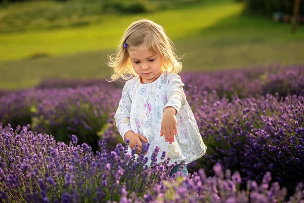 Carina bambina in un campo di lavanda — Foto Stock