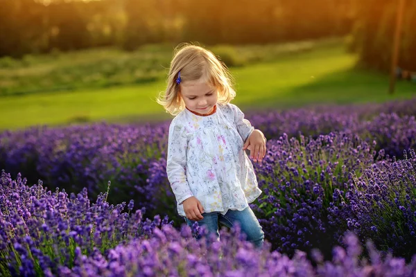 Carina bambina in un campo di lavanda — Foto Stock