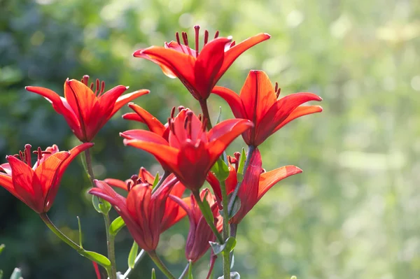 Red lily in garden — Stock Photo, Image