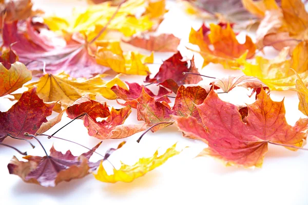 Herfst esdoorn bladeren geïsoleerd op witte achtergrond — Stockfoto