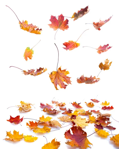 Falling autumn leaves — Stock Photo, Image