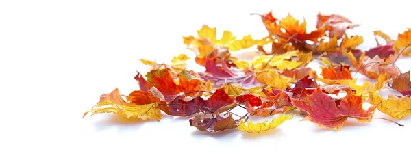 Herfst esdoorn bladeren geïsoleerd op witte achtergrond — Stockfoto