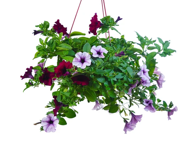 Petunia in pot — Stock Photo, Image