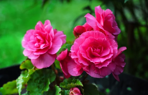 Рожева бегонія в саду — стокове фото
