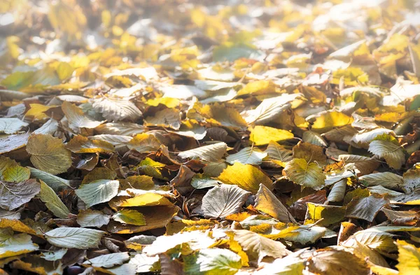 Herbstblätter am Boden — Stockfoto