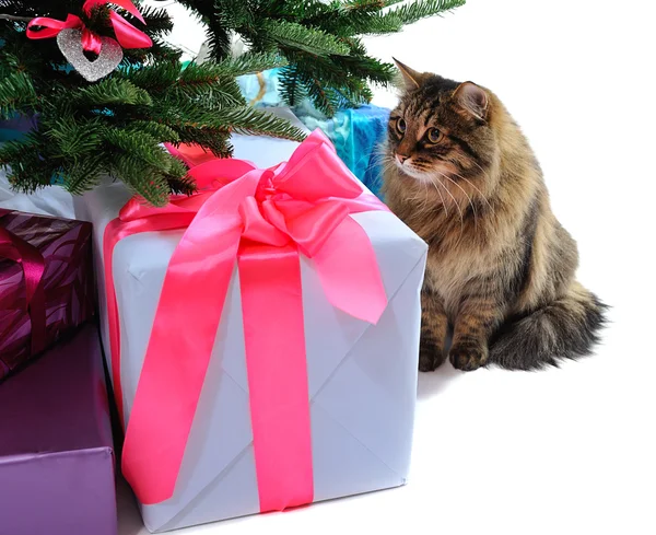 Hediye kutuları ve kedi — Stok fotoğraf