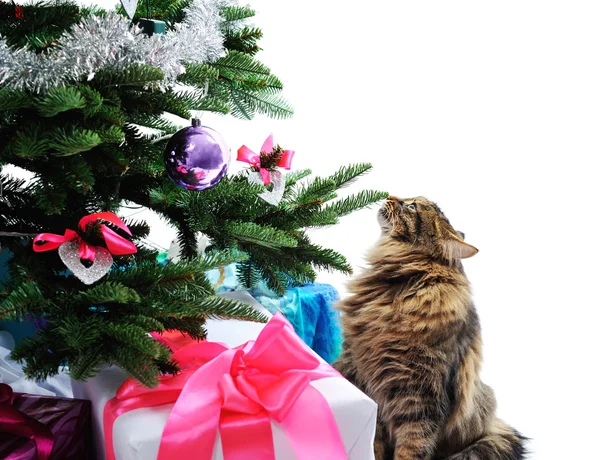 Kedi ve hediyeler — Stok fotoğraf