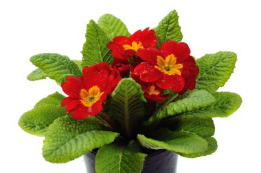 Kırmızı çuha çiçeği