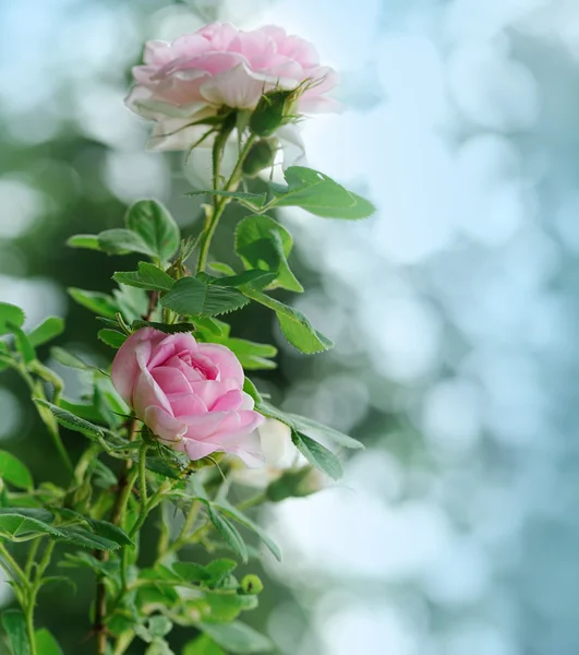 Roze rozen — Stockfoto