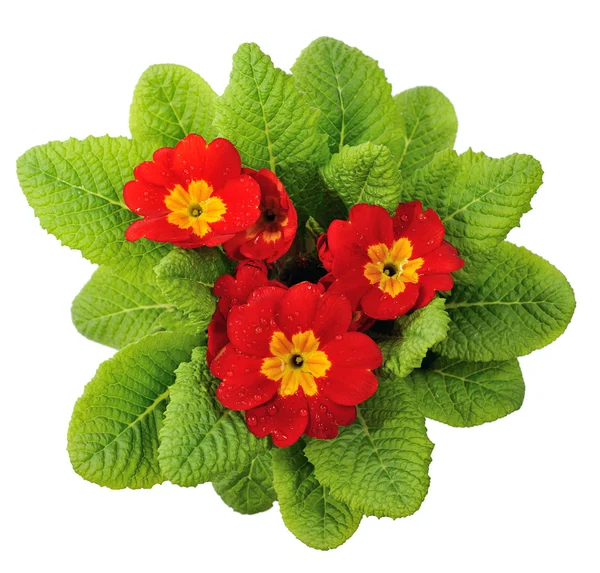 Piros primula — Stock Fotó