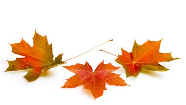 Sonbahar Yaprakları
