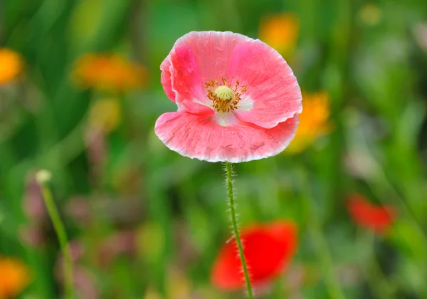 Pavot en lit de fleurs d'été gros plan — Photo