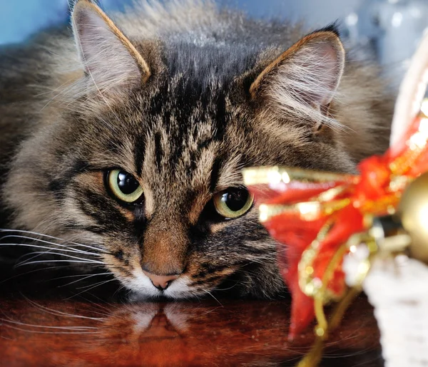 Noel dekorasyonu ile kedi — Stok fotoğraf