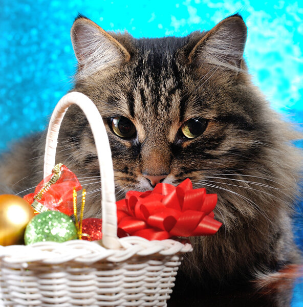 cat with christmas decoration