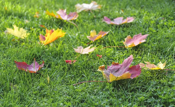 Feuilles d'automne sur herbe verte — Photo