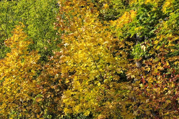 Fondo de árboles otoñales — Foto de Stock