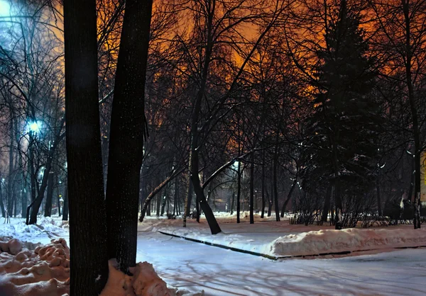 Parc d'hiver la nuit — Photo