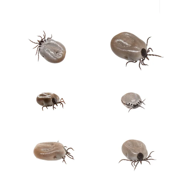 Macro set of ticks isolated on white background — Stock Photo, Image