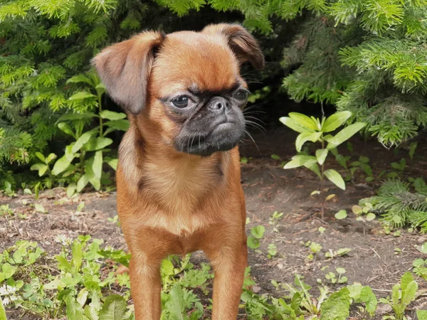 Mascota Perro Pequeño Petit Brabanson Paseo Casa Hermoso Perro Chica —  Fotos de Stock