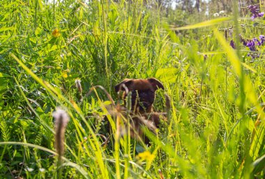 Küçük brabanson köpeği, minyon, sokakta yürüyor, arka planda bir köpek yavrusu resmi, yaz ve doğa.,