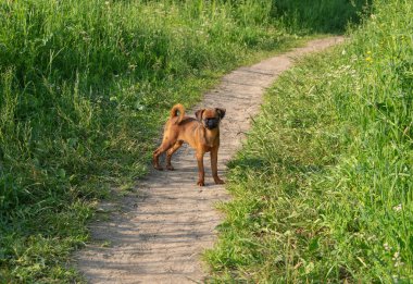 Küçük brabanson köpeği, minyon, sokakta yürüyor, arka planda bir köpek yavrusu resmi, yaz ve doğa.,