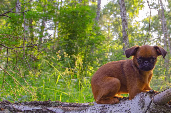 Pequeño Perro Brabanson Petit Pasear Por Calle Foto Cachorro Fondo —  Fotos de Stock