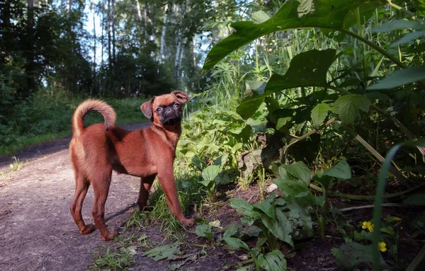 Pequeno Cão Brabanson Petit Andando Rua Foto Filhote Cachorro Fundo — Fotografia de Stock