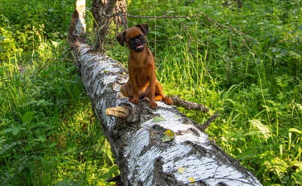 Pequeno Cão Brabanson Petit Andando Rua Foto Filhote Cachorro Fundo — Fotografia de Stock