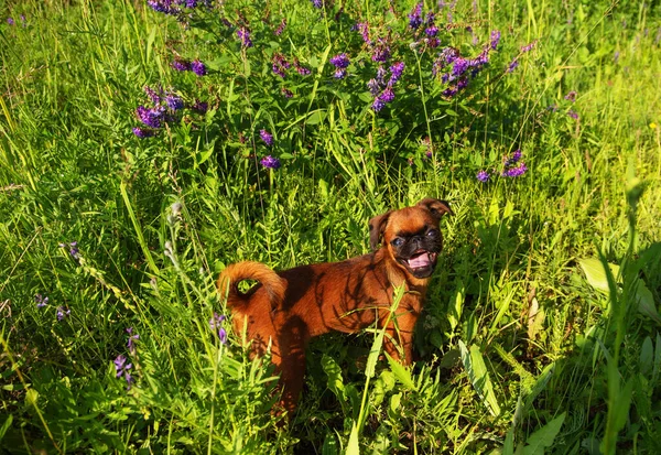 Pequeño Perro Brabanson Petit Pasear Por Calle Foto Cachorro Fondo —  Fotos de Stock