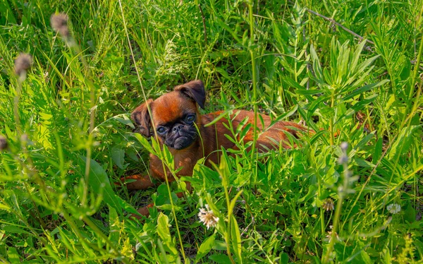 Kleine Brabanson Hond Petit Wandelen Straat Foto Van Een Puppy — Stockfoto