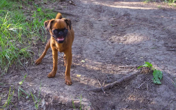 Pequeño Perro Brabanson Petit Pasear Por Calle Foto Cachorro Fondo —  Fotos de Stock