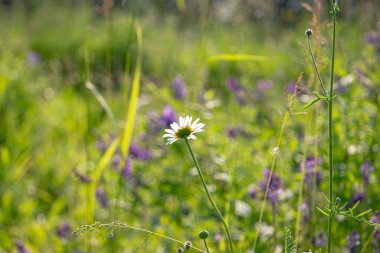 Çiçekler ve ağaçlar gün batımında ormanda doğanın arka planına karşı.