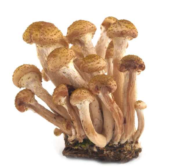 Armillaria Telifsiz Stok Fotoğraflar