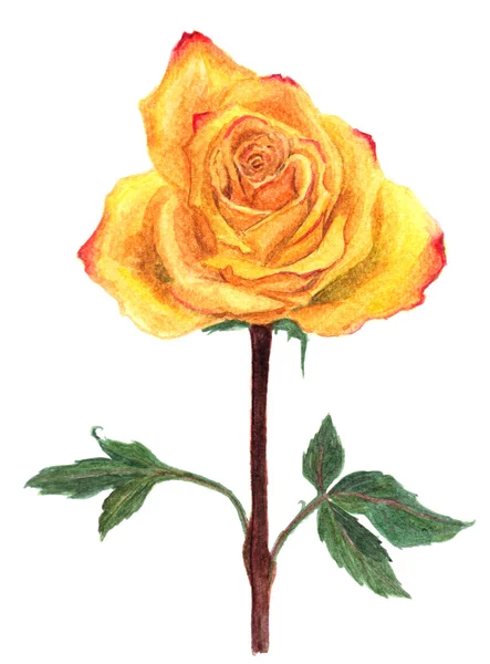 Watercolor yellow rose — Stock Photo, Image