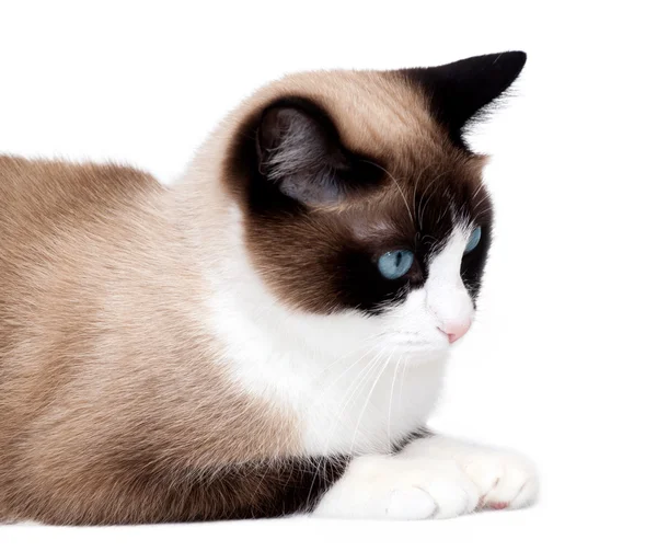 Snowshoe cat, una nueva raza originaria de los Estados Unidos, aislada sobre fondo blanco —  Fotos de Stock