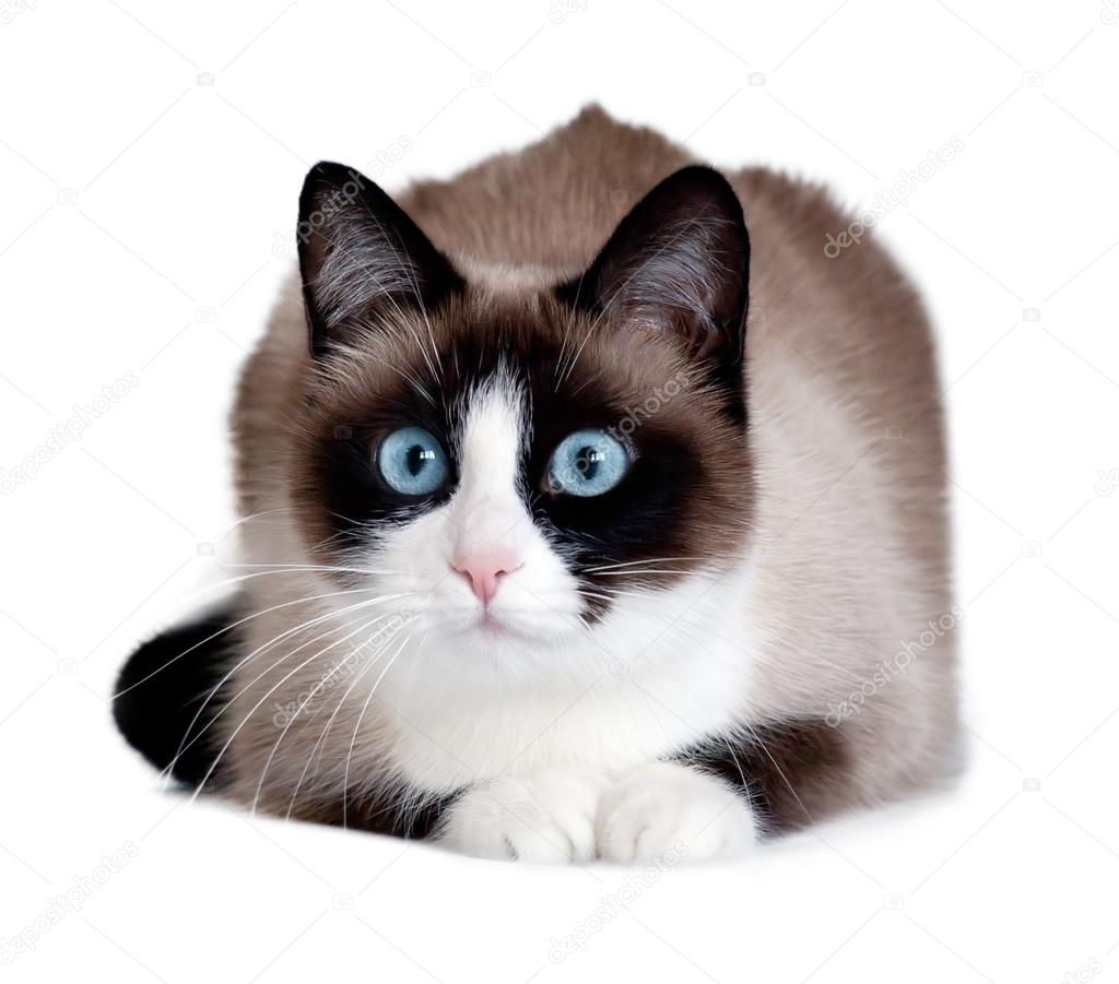 Snowshoe Cat A New Breed Originating In The Usa Isolated On White Background Stock Photo By C Evasilieva