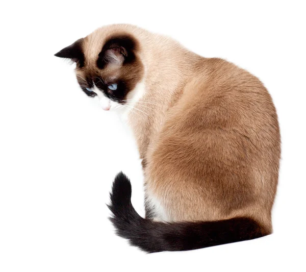 Snowshoe cat sitting and looking down, isolated on white background — Stok Foto