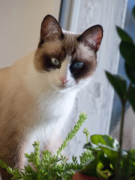 Snowshoe cat — Stock Photo, Image