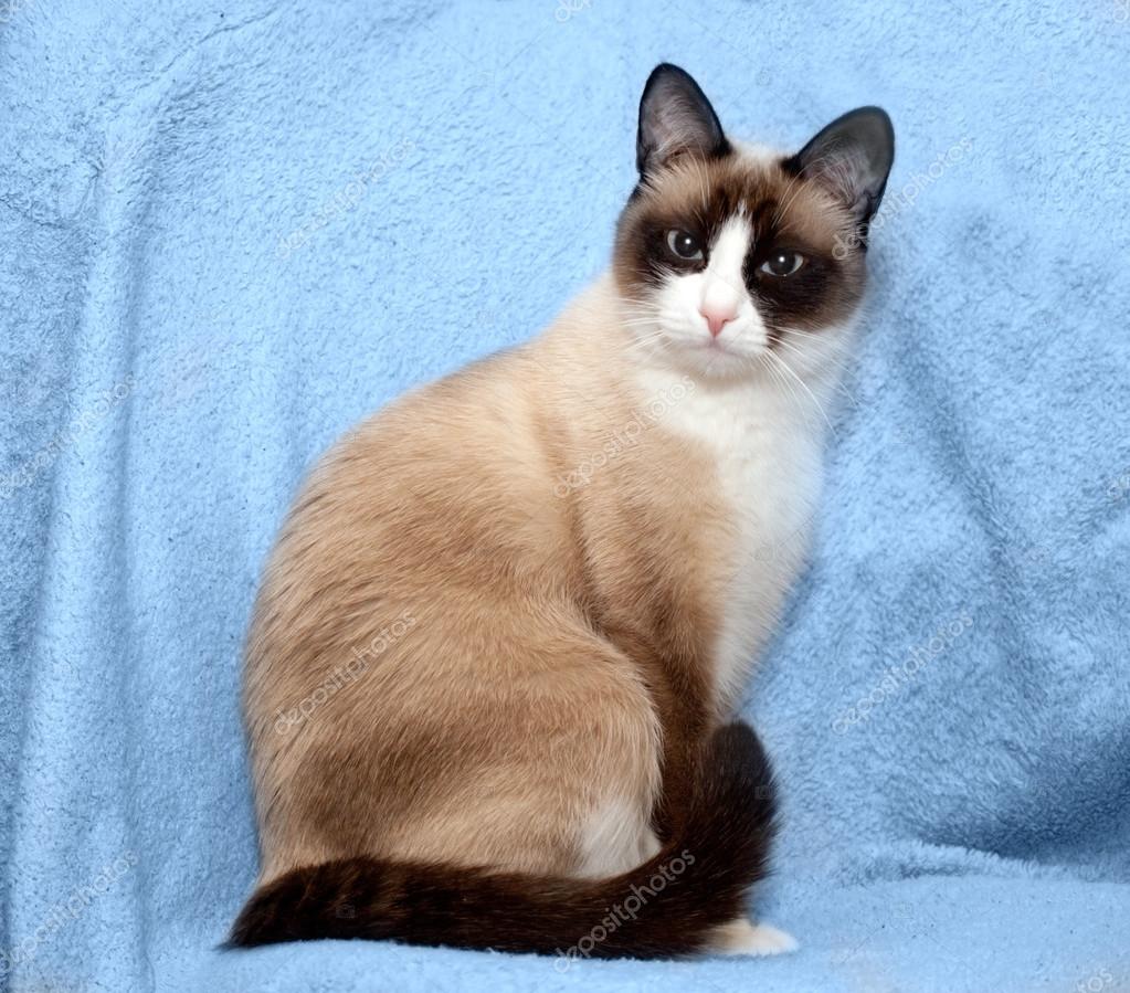 Snowshoe Cat Stock Photo By C Evasilieva