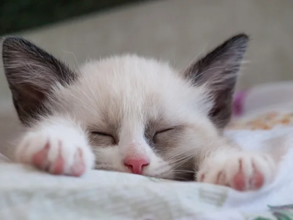 Kis cica fajta hótalpas alszik a pad — Stock Fotó