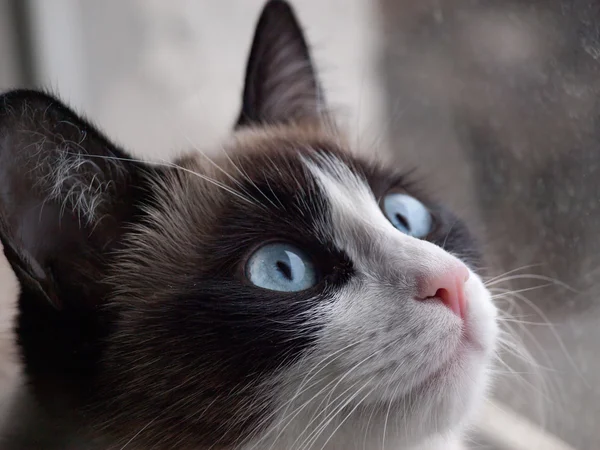 Potrait of cat breed snowshoe, close seup — стоковое фото