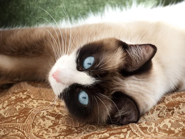 Красивая кошка с голубыми глазами породы снегоступа — стоковое фото