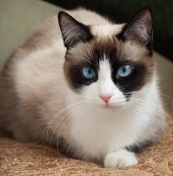 Carino gatto con gli occhi azzurri razza ciaspole — Foto Stock