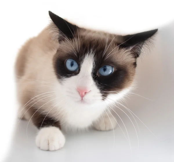 Pretty cat with blue eyes breed snowshoe — Stock Photo, Image